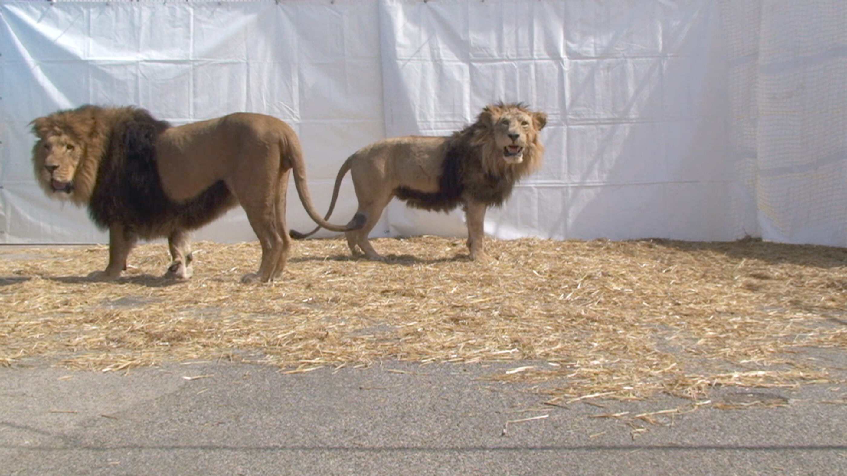 Two male lions stand on a concrete floor, on which straw is laid out, in front of white cloths in the background